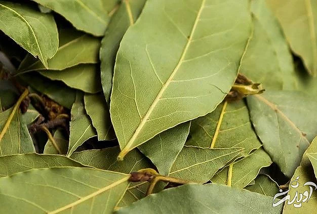 برگ بو سبزی ترشی شلغم برگ بو